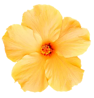 Logo von Hautnah Wohlfühlstübchen - Kerstin Posthumus - in Krummhörn